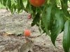 Bennett Orchards
