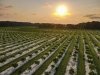 Bennett Orchards