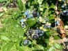 Bennett Orchards