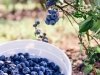 Bennett Orchards