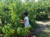Bennett Orchards