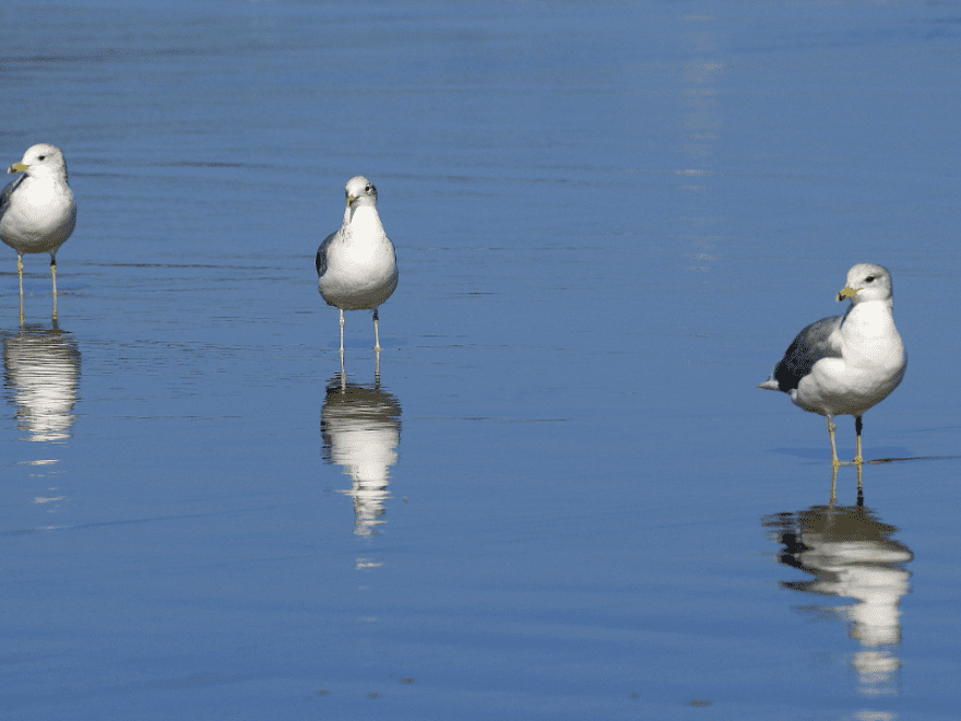 The Blue Water House