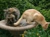 Causey Mansion Bed & Breakfast