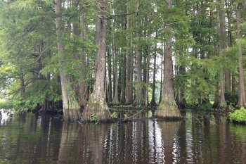 Great Cypress Swamp