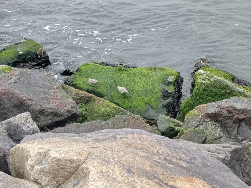 Delaware Seashore State Park