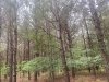 Redden State Forest