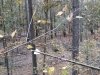 Redden State Forest