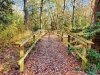 Redden State Forest