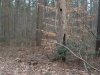 Redden State Forest