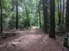 Redden State Forest