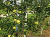 Parsons Farms Produce