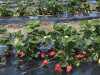 Parsons Farms Produce
