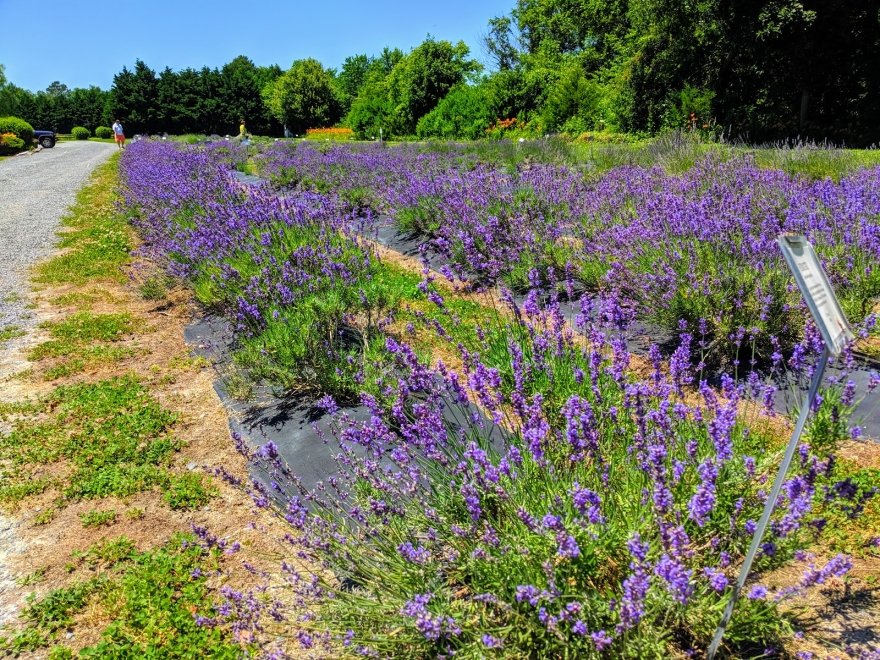 Lavender Fields