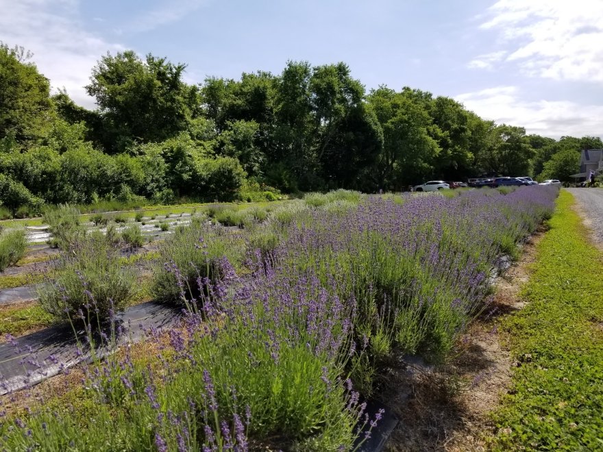 Lavender Fields