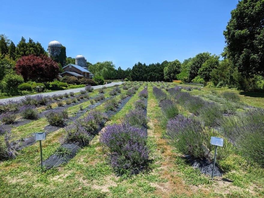 Lavender Fields