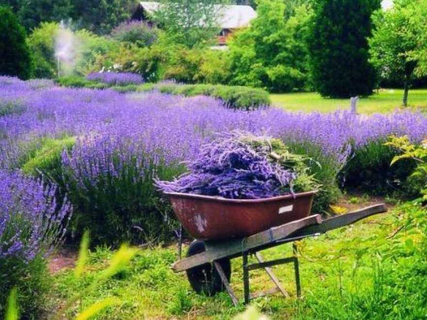 Lavender Fields