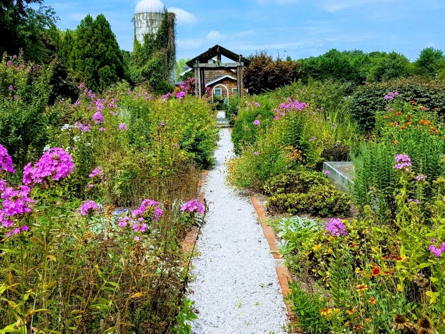 Lavender Fields