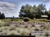 Lavender Fields