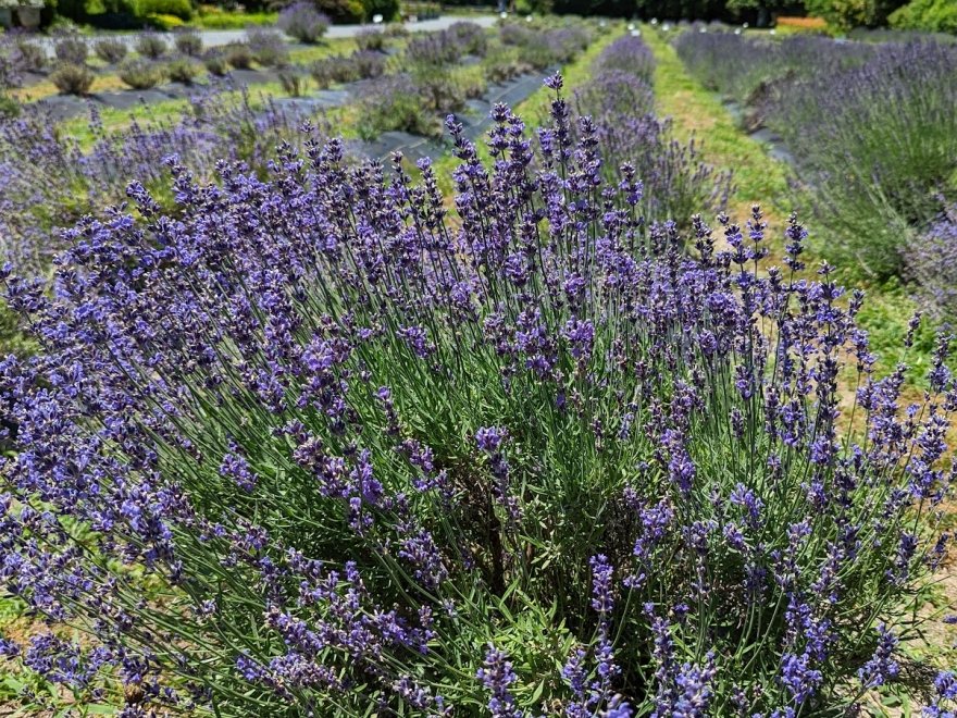 Lavender Fields