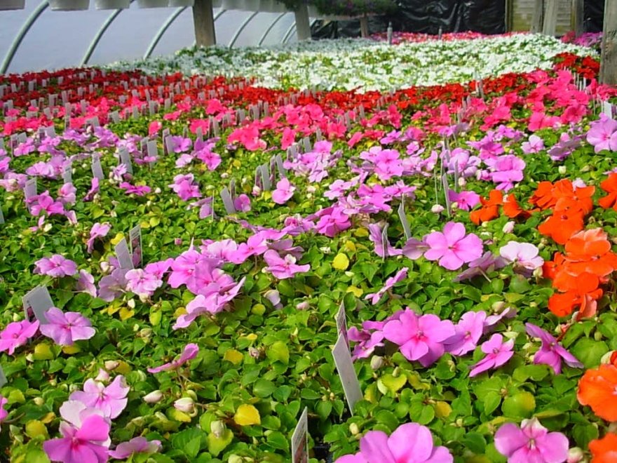 Jeff's Green Houses & Gift Shop
