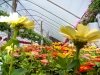 Jeff's Green Houses & Gift Shop