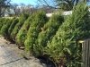 Jeff's Green Houses & Gift Shop