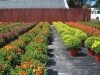 Jeff's Green Houses & Gift Shop