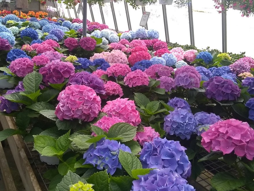 Jeff's Green Houses & Gift Shop