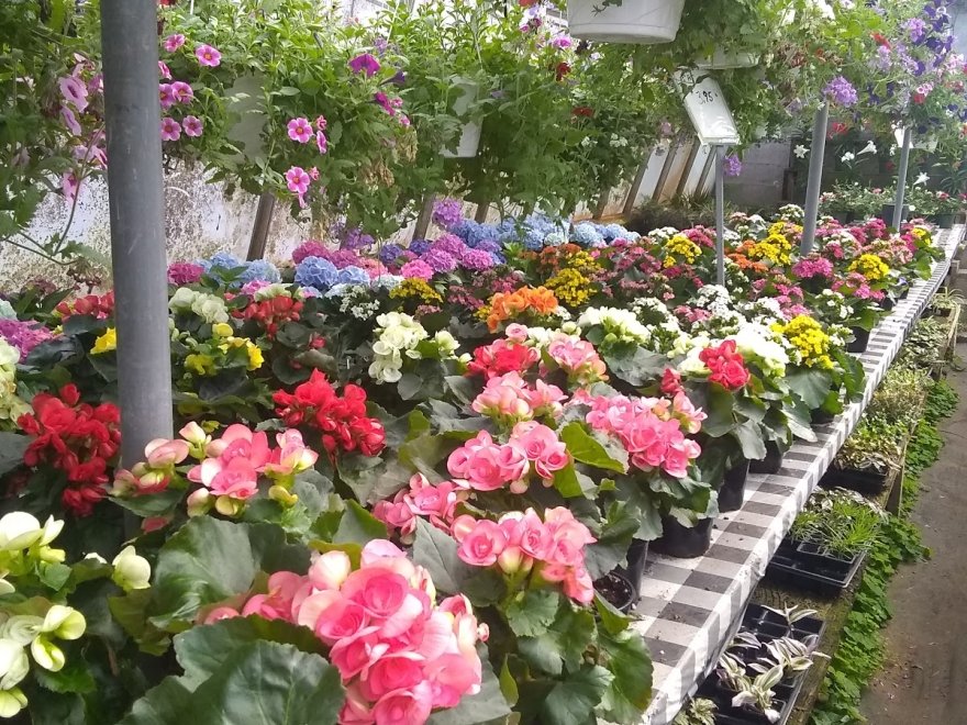 Jeff's Green Houses & Gift Shop