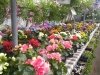 Jeff's Green Houses & Gift Shop