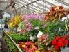 Jeff's Green Houses & Gift Shop