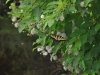 Baldcypress Nature Center